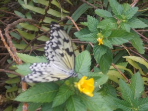 At The Butterfly Farm